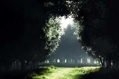 Forest Scene iPad 1 & 2 Wallpapers