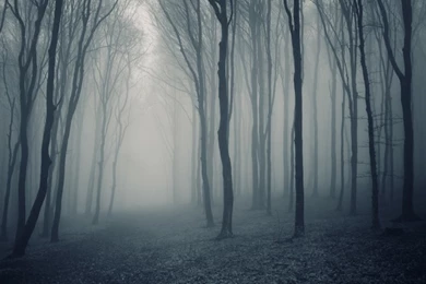 Misty Forest Scene Wallpapers Wall Mural