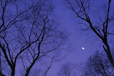 Beautiful Winter Forest Wallpapers   Snowy Forest Wallapers44 ...