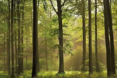 Wall Mural Photo Wallpapers Green Forest Scene "Autumn Forest" Wall ...