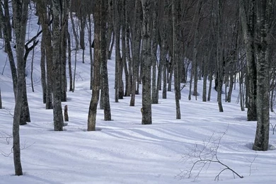 Winter Forest   Snowy Forest Wallpapers   Wallcoo.net