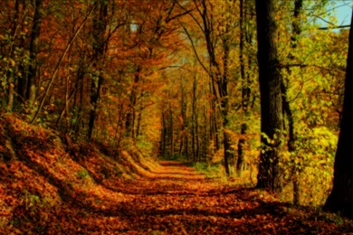 Autumn_forest_landscape_wallpaper.jpg