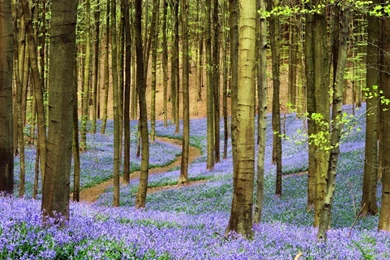 Lilac Floor Forest Wallpapers Wall Mural