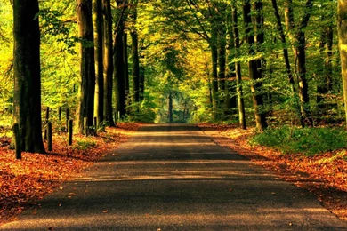 Nature Scene Wallpapers   (