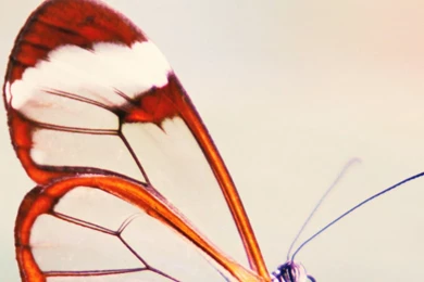 Cute Android Wallpapers – Androidwalls.org