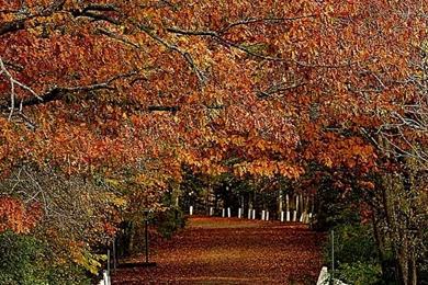 Autumn Scenes Desktop Wallpapers