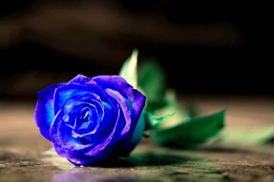 Blue Rose
