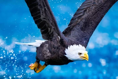 Flying, Bald, Eagle, Widescreen, High, Resolution, For, Desktop ...