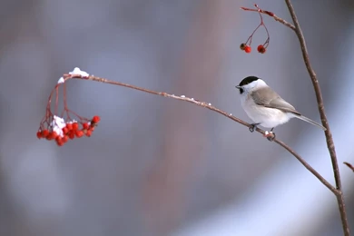 Bird Desktop Wallpapers   Download Free Bird Desktop Wallpaper.