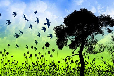 1440x900 Birds Over Grass Desktop PC And Mac Wallpaper. Birds ...