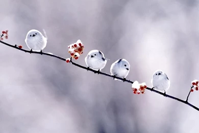 Bird Wallpaper Backgrounds A6   Wallpapers