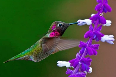 Desktop Wallpapers: Humming Bird Desktop Wallpapers. Birds PC ...