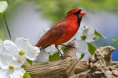 Birds HD Desktop Wallpapers   Hindi Sad, Love And Friendship ...