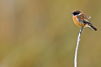 Desktop Wallpapers · Gallery · Animals · British Garden Birds ...