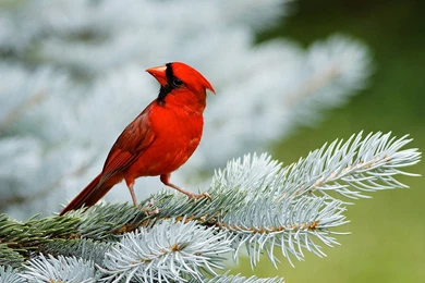 Lovely Red Bird Wide Desktop Wallpapers   DreamLoveWallpapers