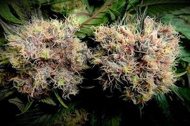 Purplekush   DeviantArt