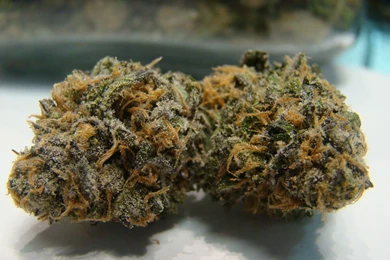 Purple Kush   Doctors Orders Co Op