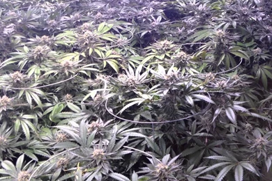 UW Purple Kush Redemption Grow Day 42   YouTube