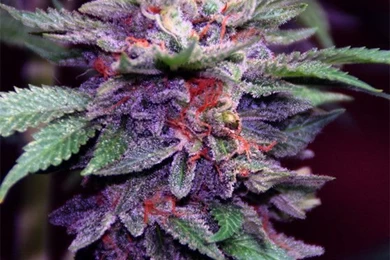 Purple Haze Kush