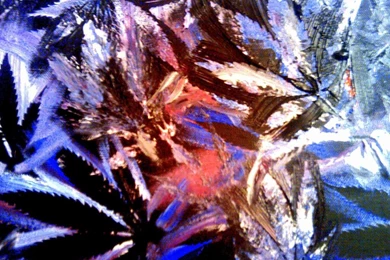 Kristine Schloer   Purple Kush