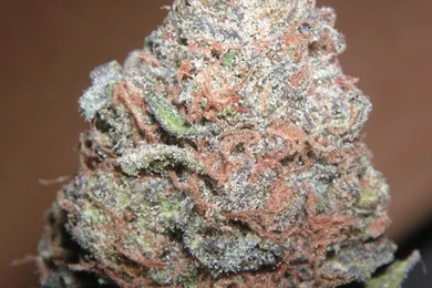 Purple Kush   Wikipedia, The Free Encyclopedia