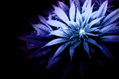 Weed Plant Wallpapers   Wallpapers Zone