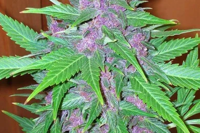 Color Me Purple: Today's Color