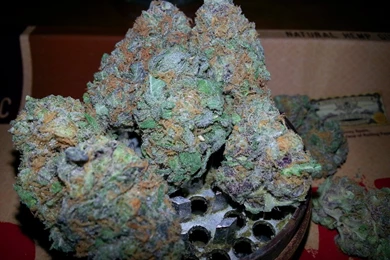 Purple Kush Related Keywords & Suggestions   Purple Kush Long Tail ...