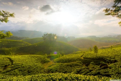 Munnar Hill, India HD Desktop Wallpapers : High Definition : Mobile ...