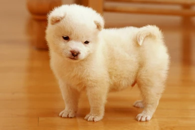 Puppies Wallpapers Cute 34 Backgrounds Wallpapers   Hivewallpaper.com