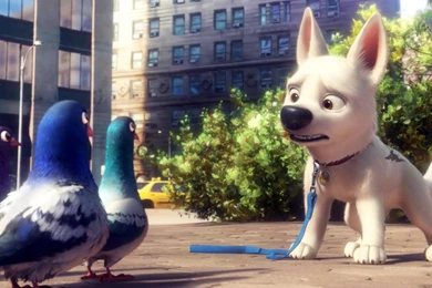 Desktop Bolt The Dog Wallpapers