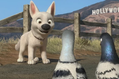 Bolt Meets Hollywood Piegons   Disney's Bolt Wallpapers (7070183 ...