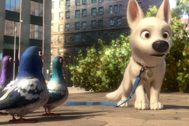 DeviantArt: More Like Bolt Pigeons By CarlMinez