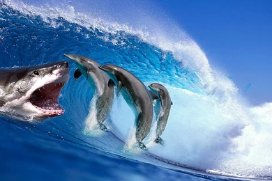 Quotes The Big Wave. QuotesGram