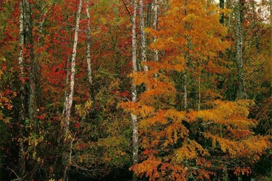 Free Desktop Backgrounds Fall Scene