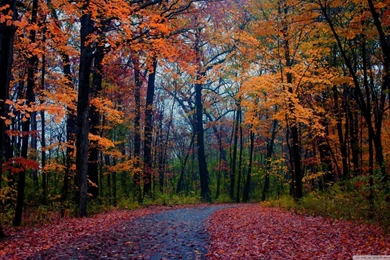 Forests: Forest Foliage Autumn Road Path Scene Nature Fall Seasons ...