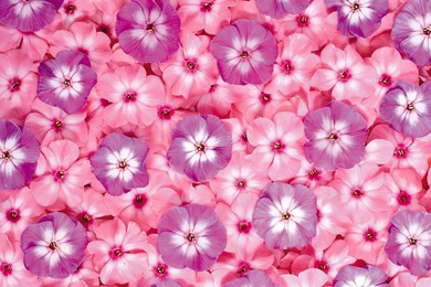 Flowers Wallpapers Flower Wallpapers ~ Top Best HD Wallpapers For ...