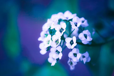 Violet Flowers Wallpapers HD By Venomxbaby On DeviantArt