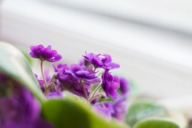 Violet, Flower, Nature, Hd, Wallpaper, High Resolution Images ...