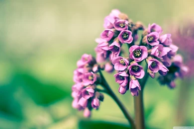 Violet Flowers HD Desktop Wallpapers : Widescreen : High Definition ...