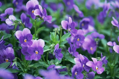 The Mysterious Violet HD Wallpapers 9 - Flower Wallpapers Free ...