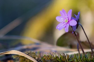 The Mysterious Violet HD Wallpapers 5 - Flower Wallpapers Free ...