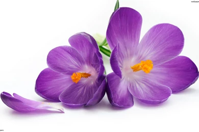 Violet Flowers HD Wallpapers