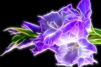 Violet Flowers Backgrounds