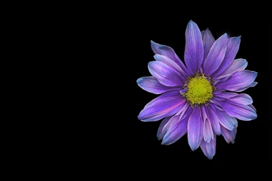 Wallpapers Purple Violet Black Blooms Daisy Flower Garden Nature ...