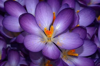 Violet Flower Images And Wallpapers Download