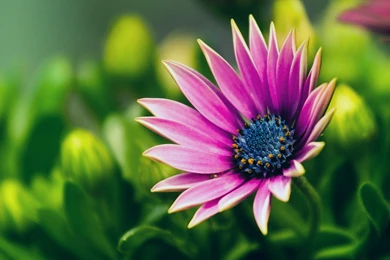 A Violet Flower Green Backgrounds Wallpapers HD Free Download