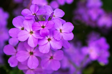 Violet Flowers