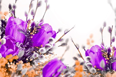 Petals Tulips Violet Flowers Wallpapers