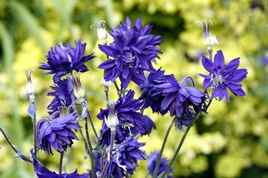Violet Flowers Picture, Blue Flower In Bloom, Yellow Backgrounds ...